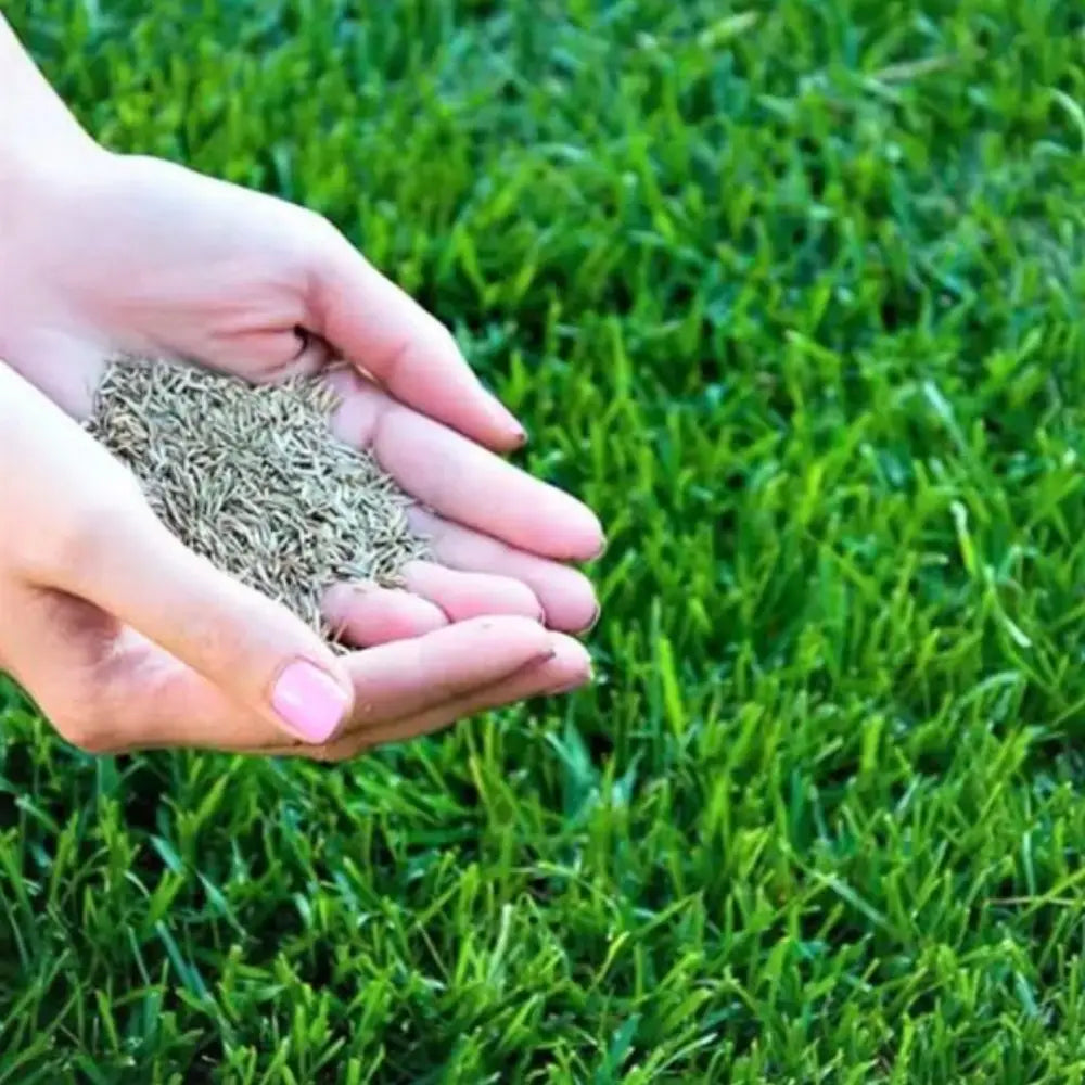 Hybrid Quick Grow Grass Lawn Seeds For Home Gardening DIY (Pack Of 100 seeds)