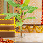 Banana Plant Stand (Pack of 2)