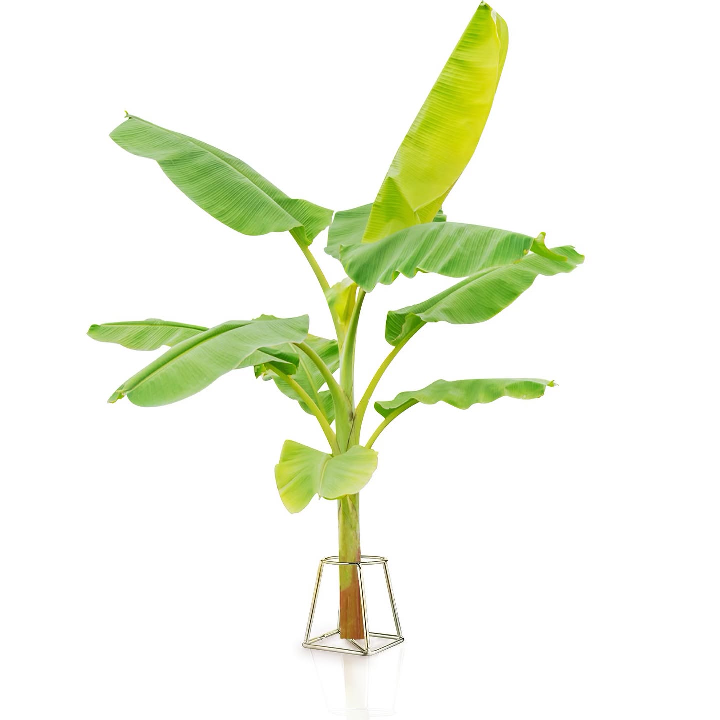 Banana Plant Stand (Pack of 2)