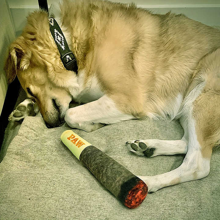 Pet Toy