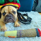 Pet Toy