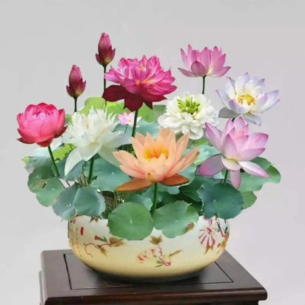 Bonsai Lotus Flower Seeds | Miniature Aquatic Plants for Ponds & Containers