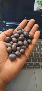 Bonsai Lotus Flower Seeds | Miniature Aquatic Plants for Ponds & Containers