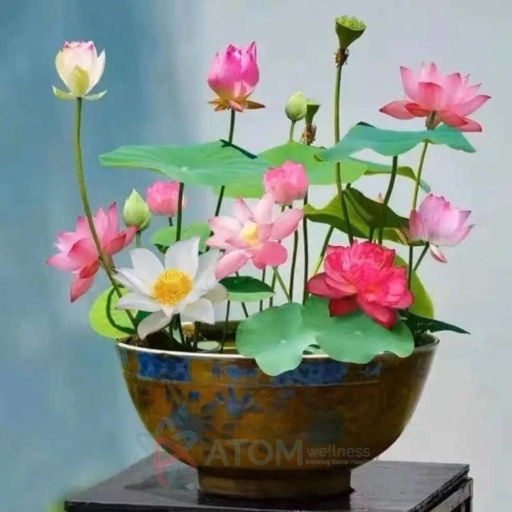 Bonsai Lotus Flower Seeds | Miniature Aquatic Plants for Ponds & Containers