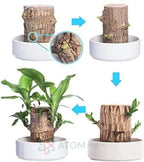 Brazilian Lucky Wood, Mini Home Plant Decorations