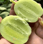 Cucumber-Golden Boy Lady Cucumber