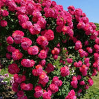 Elegant Climbing Rose Flower Seeds (200g) – Grow Stunning Garden Roses