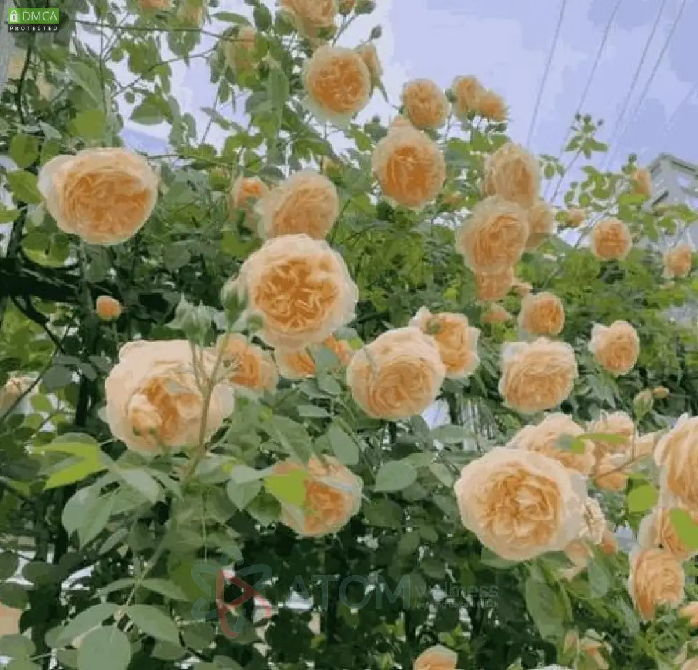 Elegant Climbing Rose Flower Seeds (200g) – Grow Stunning Garden Roses