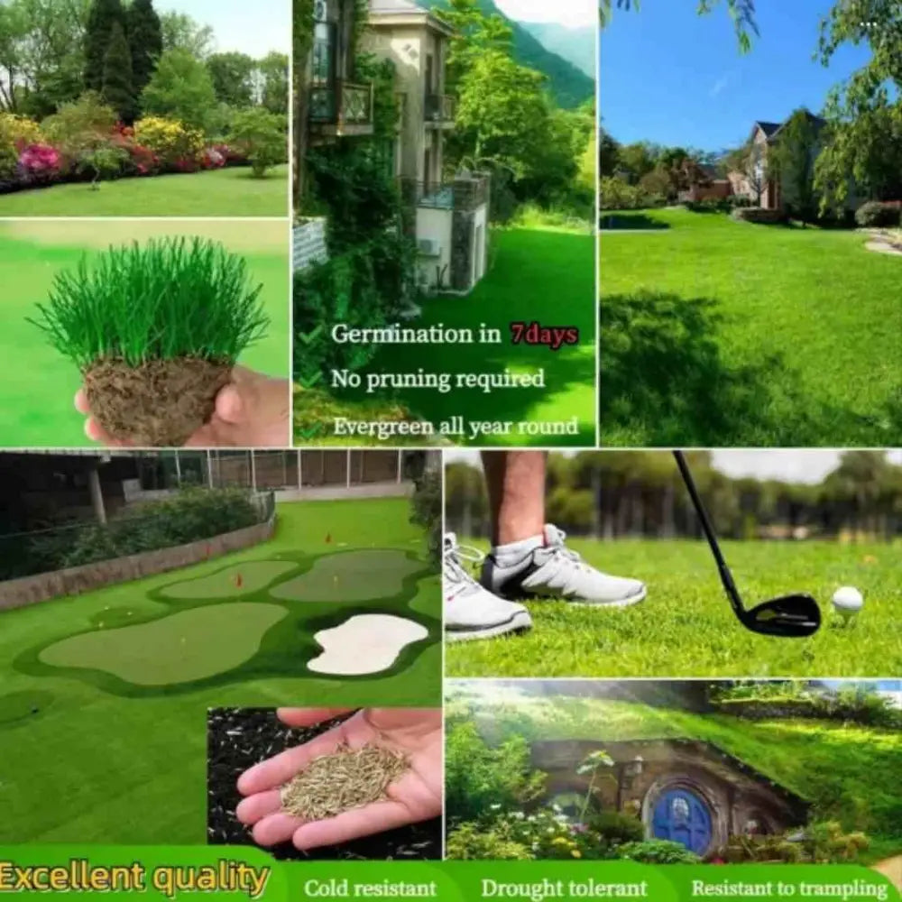 Hybrid Quick Grow Grass Lawn Seeds For Home Gardening DIY  (Pack Of 100 seeds)