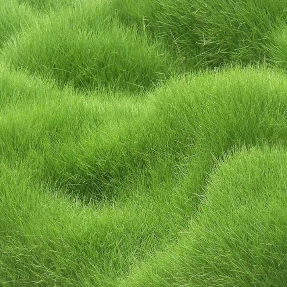 Hybrid Quick Grow Grass Lawn Seeds For Home Gardening DIY  (Pack Of 100 seeds)