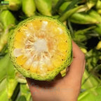 Japanese Milk Corn Seeds | Gourmet Sweet Corn for Home Gardening | Grow Your Own Fresh, Milky White Corn