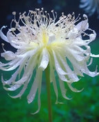 Lily Equinox Flower Bulbs Seeds