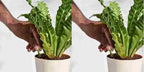 Plant Grow Fertilizer Sticks For Plants – 25 Sticks (Pack of 2)