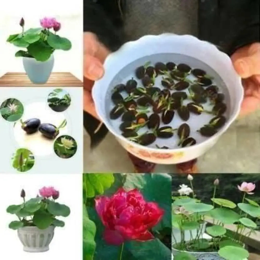 Premium Flower seeds Pack of 40