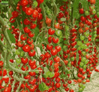 Waterfall Tomato Seeds - High-Yielding Cherry Tomato Variety (300g Pack)